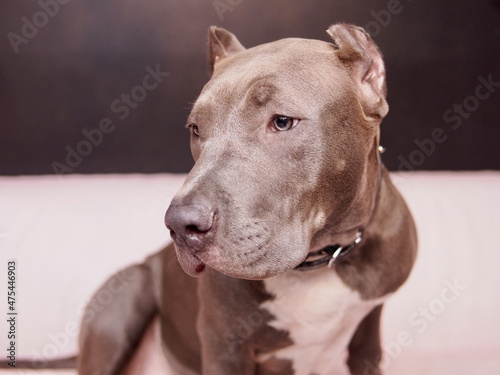 Obraz na plátně Closeup shot of an American pit bull terrier with a collar on a sofa