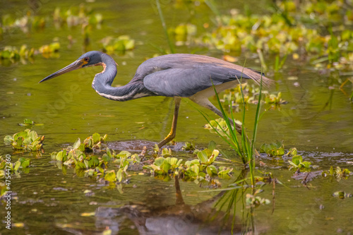 USA, Florida, Sarasota, Myakka River State Park, Louisiana Heron photo