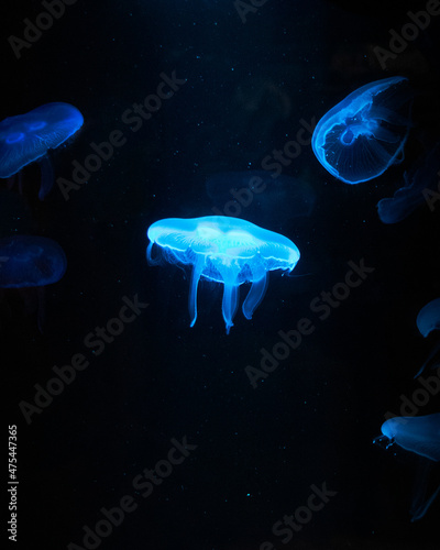 Photography Vertical shot of illuminated blue jellyfish in dark water