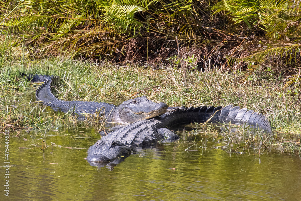 USA, Florida, Celebration. Two Alligators Resting in the Marsh USA, Florida, Celebration. Two Alligators Resting in the Marsh