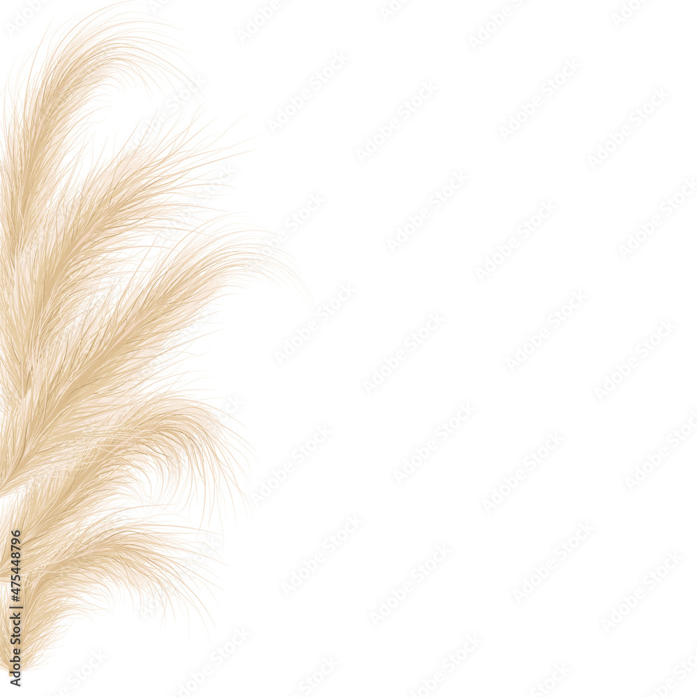 Dried natural pampas grass. Floral ornamental elements in boho style. Vector illustration of cortaderia selloana. New trendy home decoration. Flat lay with copy space, top view.