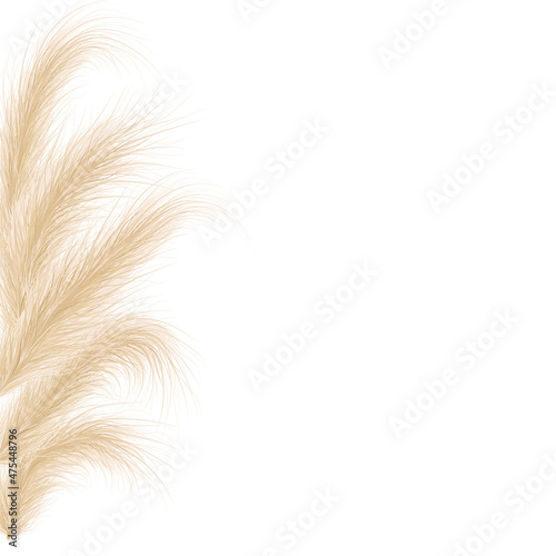 Dried natural pampas grass. Floral ornamental elements in boho style. Vector illustration of cortaderia selloana. New trendy home decoration. Flat lay with copy space, top view.