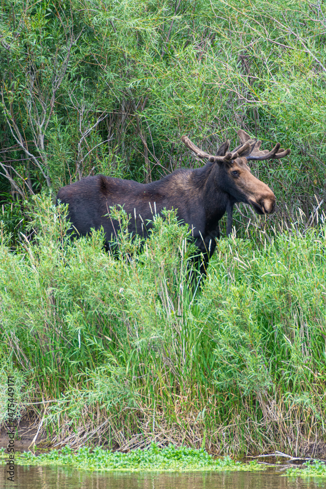 USA, Idaho. Bull Moose in riverside vegetation Teton Valley and River USA, Idaho. Bull Moose in riverside vegetation Teton Valley and River