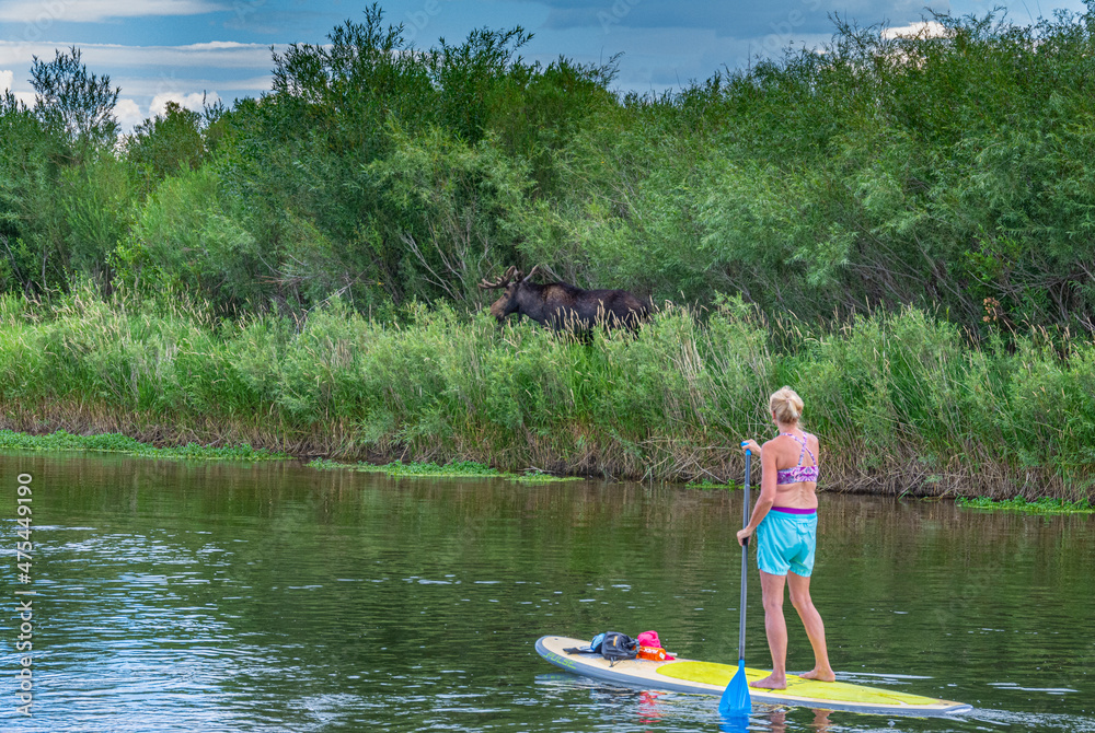 USA, Idaho. Bull Moose and female on standup paddleboard have close encounter. Wildlife viewing in Teton Valley and River