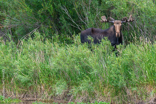 USA  Idaho. Bull Moose Eye to eye with photographer  Teton Valley