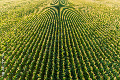 Fotografia Aerial view of corn field, Marion County, Illinois
