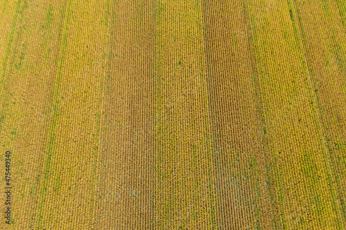 Фотография Aerial view of corn field near harvest time, Marion County, Illinois