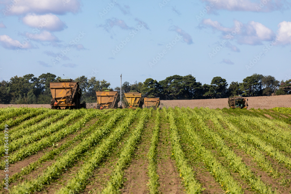 Picking green beans during the green bean harvest, Mason County, Illinois Picking green beans during the green bean harvest, Mason County, Illinois