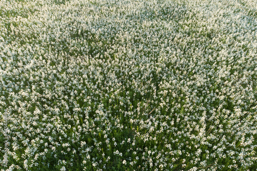 Field of penstemon at Prairie Ridge State Natural Area, Marion County, Illinois