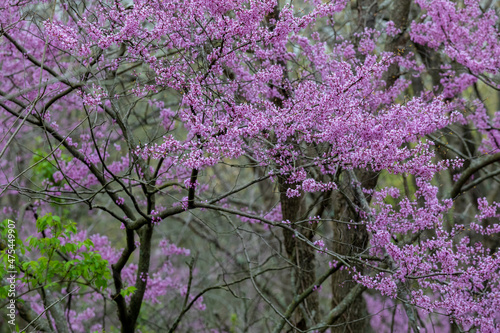 Redbud trees blooms in spring  Marion County  Illinois