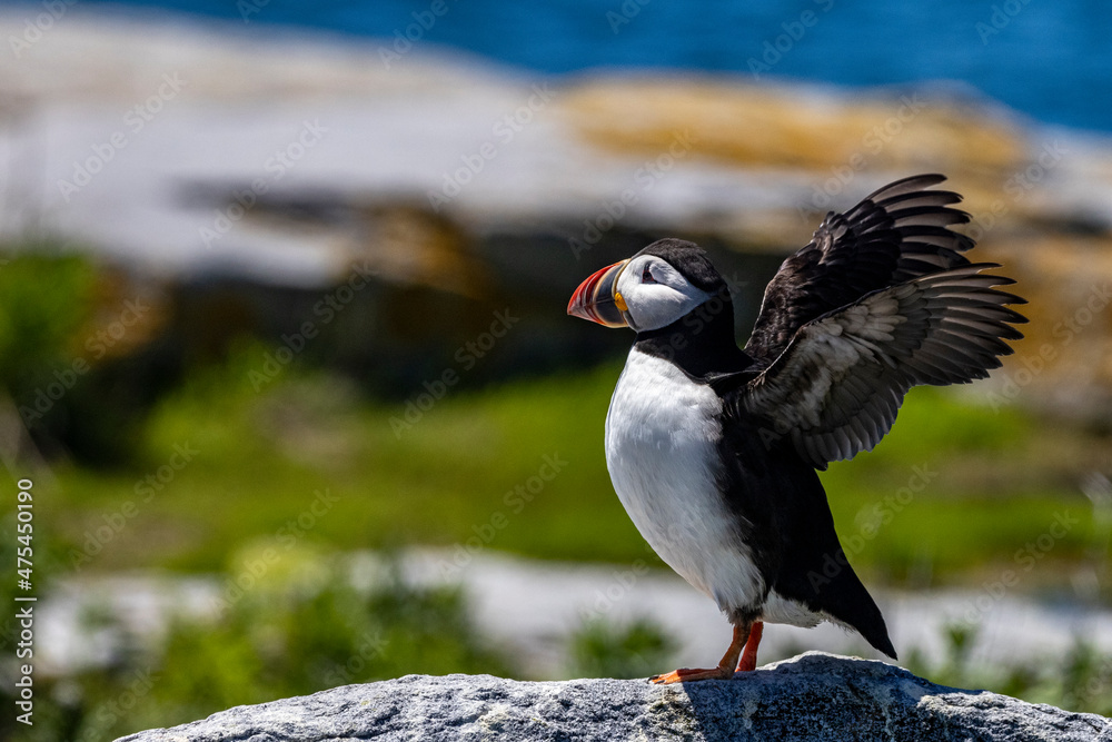 Fototapeta premium Atlantic Puffins on Machias Seal island, Maine, USA