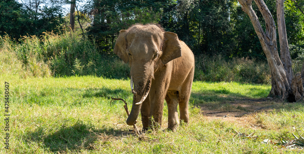 Fototapeta premium Thai Elephants and Elephant Conservation Camp Khao Yai