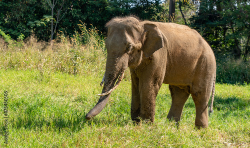 Thai Elephants and Elephant Conservation Camp Khao Yai