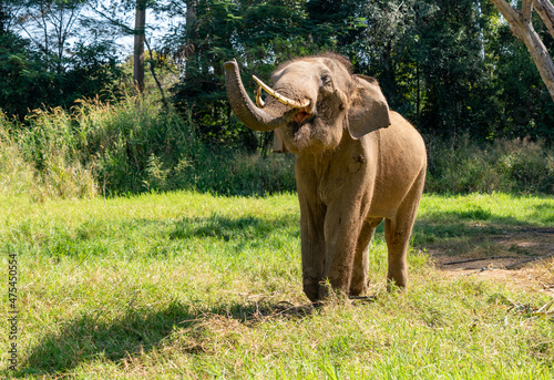 Thai Elephants and Elephant Conservation Camp Khao Yai