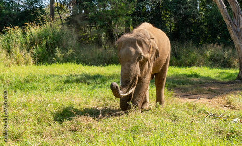 Thai Elephants and Elephant Conservation Camp Khao Yai