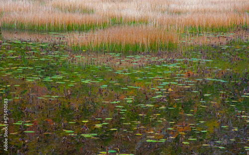 USA  New England  Maine  Mt. Desert Island  Acadia National park with lily pads in small pond with golden grass in Autumn.