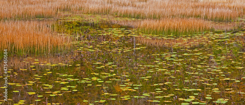 USA, New England, Maine, Mt. Desert Island, Acadia National park with lily pads in small pond with golden grass in Autumn.