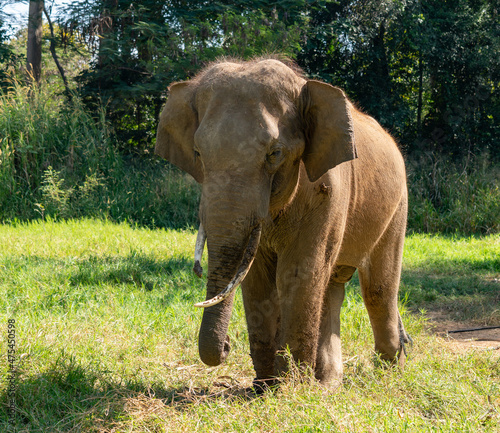 Thai Elephants and Elephant Conservation Camp Khao Yai