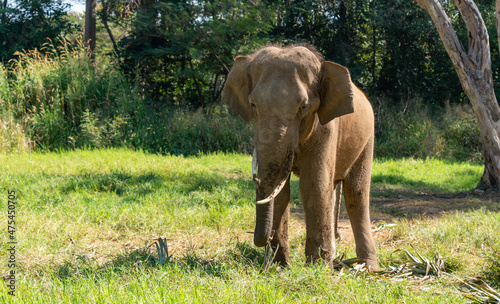 Thai Elephants and Elephant Conservation Camp Khao Yai