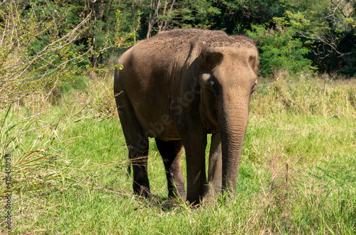 Thai Elephants and Elephant Conservation Camp Khao Yai