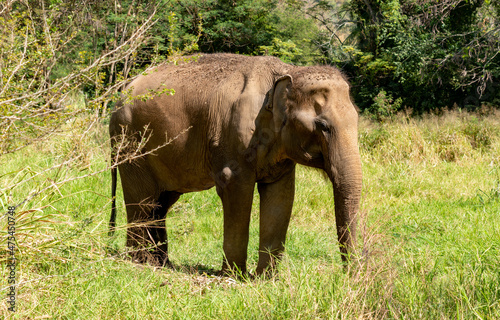 Thai Elephants and Elephant Conservation Camp Khao Yai