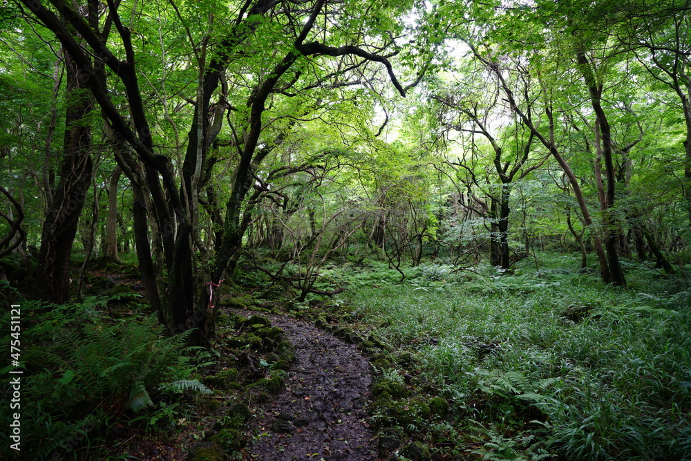 a wonderful summer forest and pathway a wonderful summer forest and pathway