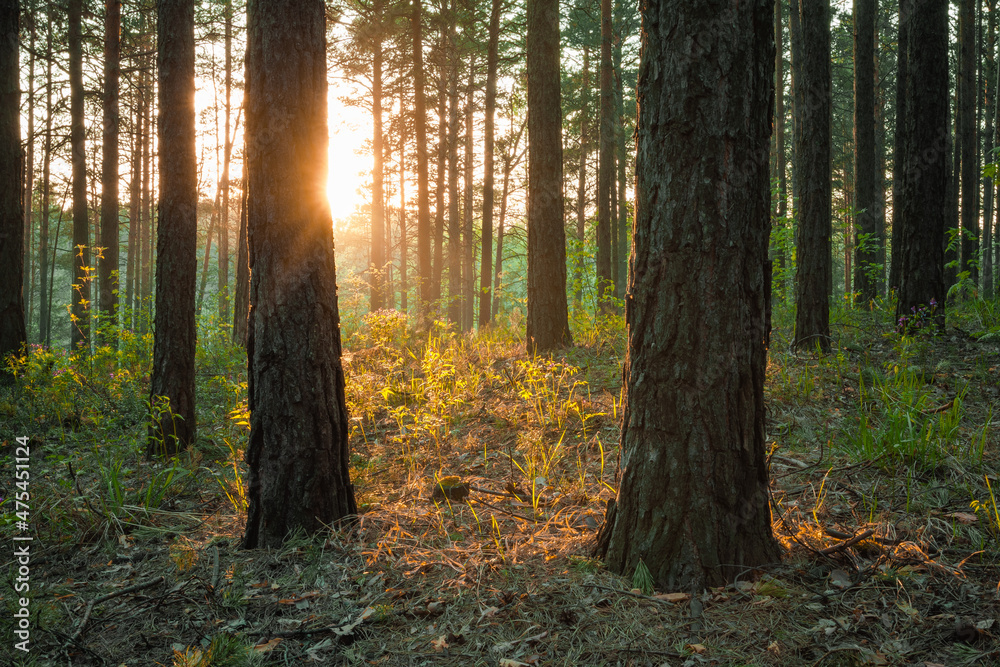 Obraz premium sunset in the woods