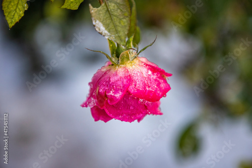 USA, Maryland, Bethesda, First snowfall and a rose still blooming photo