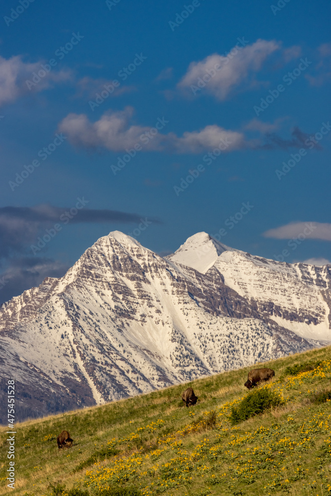 Bison bulls grazing in balsamroot with dramatic Mission Mountains at the National Bison Range in Moiese, Montana, USA