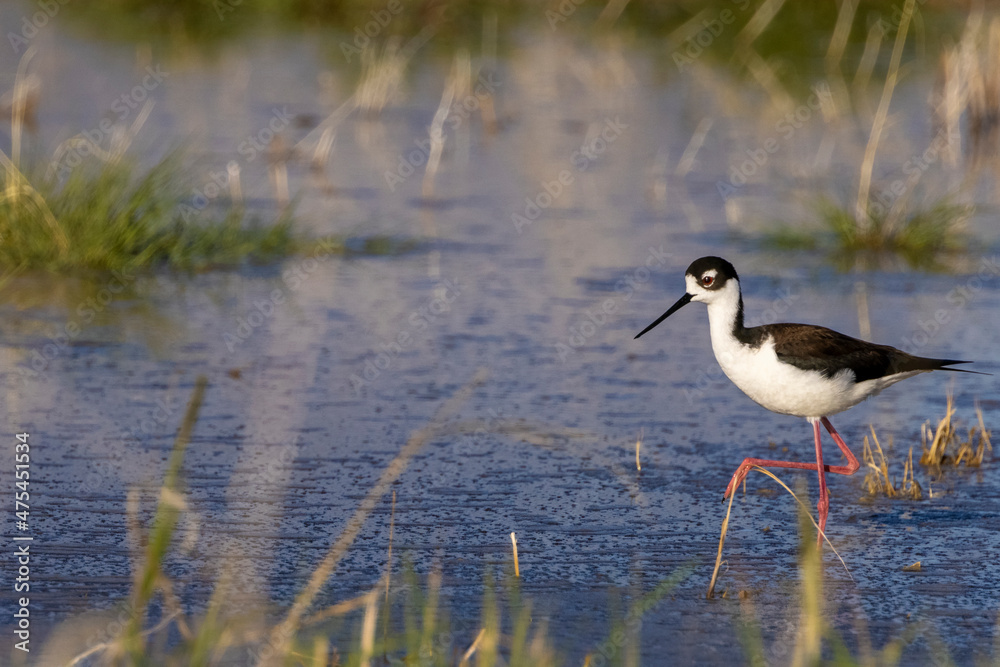 Fototapeta premium Black Neck Stilt at Freezeout Lake Wildlife Management Area near Fairfield, Montana, USA