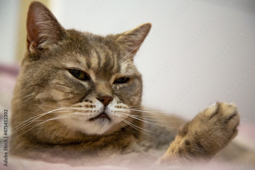 cat washes himself comfortably on the bed at home,  domestic cat lies on the bed, posing confidently at the camera. Exudes self-confidence and calmness