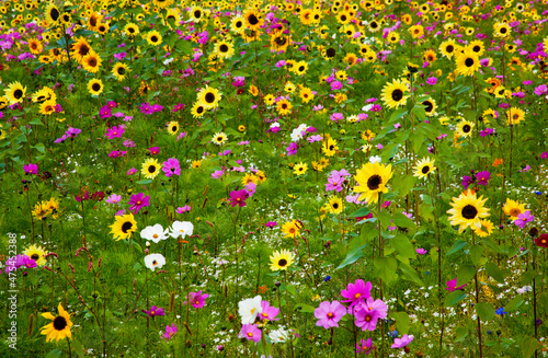 USA, New Hampshire meridian planted with sunflowers and cosmos flowers along Interstate 95.