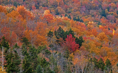 USA, New Hampshire, New England Fall colors on hillsides along highway 16 north of Jackson
