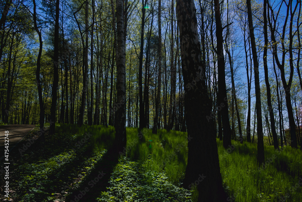 Fototapeta premium trees in the forest