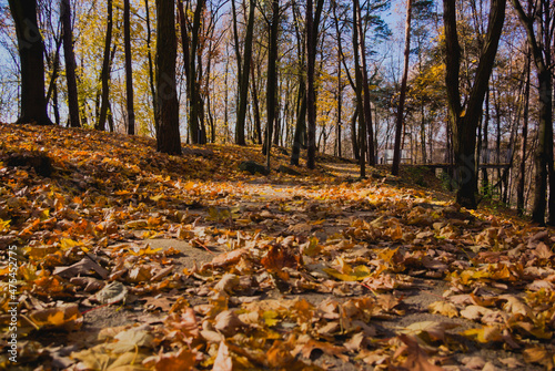 autumn in the park