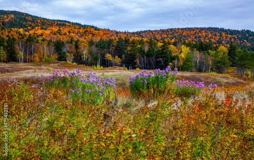 USA, New Hampshire, New England field off of highway 302 with Autumn daisies and hillside backdrop with trees in full Fall color