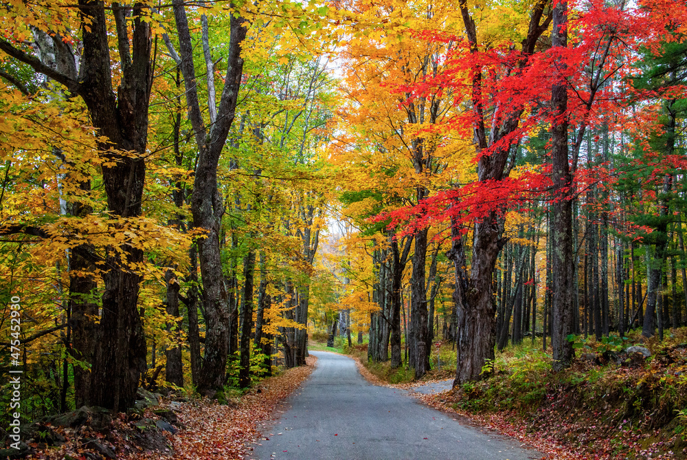 Fototapeta premium USA, New Hampshire, tree-lined road with maple trees in Fall colors.