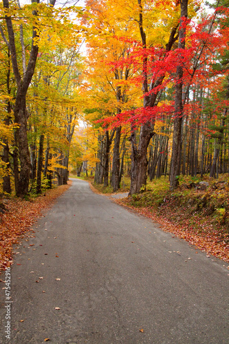 USA  New Hampshire  tree-lined road with maple trees in Fall colors.