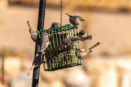 USA, New Mexico. Bushtits at suet feeder.