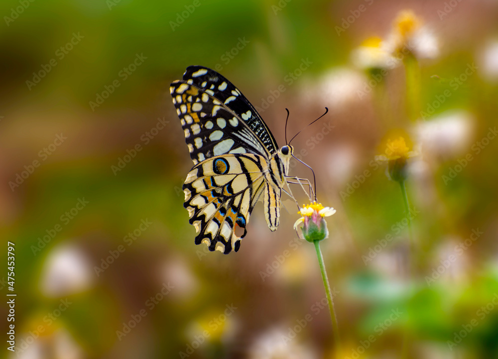 Obraz premium butterfly on a flower