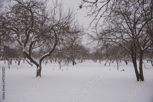 Monochrome winter landscape. Black trees on white snow.