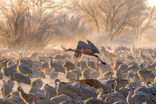 USA, New Mexico, Bernardo Wildlife Management Area. Sandhill crane taking flight on foggy sunrise. photo