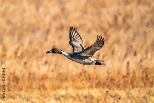 USA, New Mexico, Bosque del Apache National Wildlife Refuge. Pintail duck drake in flight.