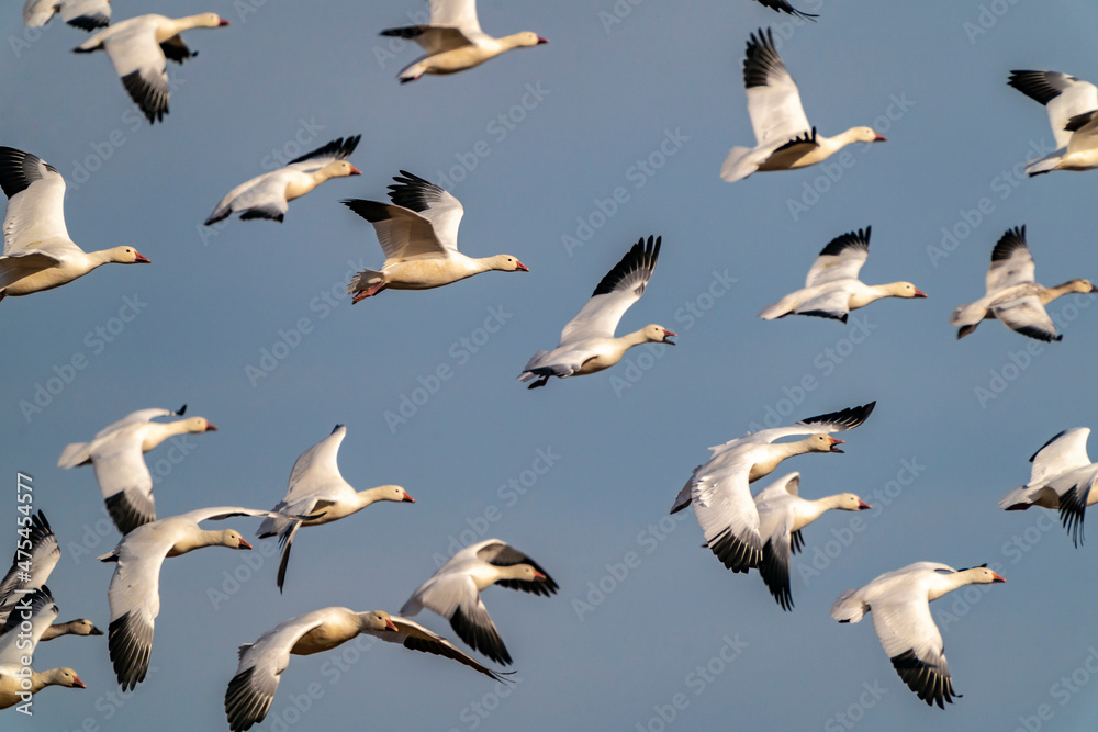 USA, New Mexico, Bosque del Apache National Wildlife Refuge. Snow geese flock in flight.