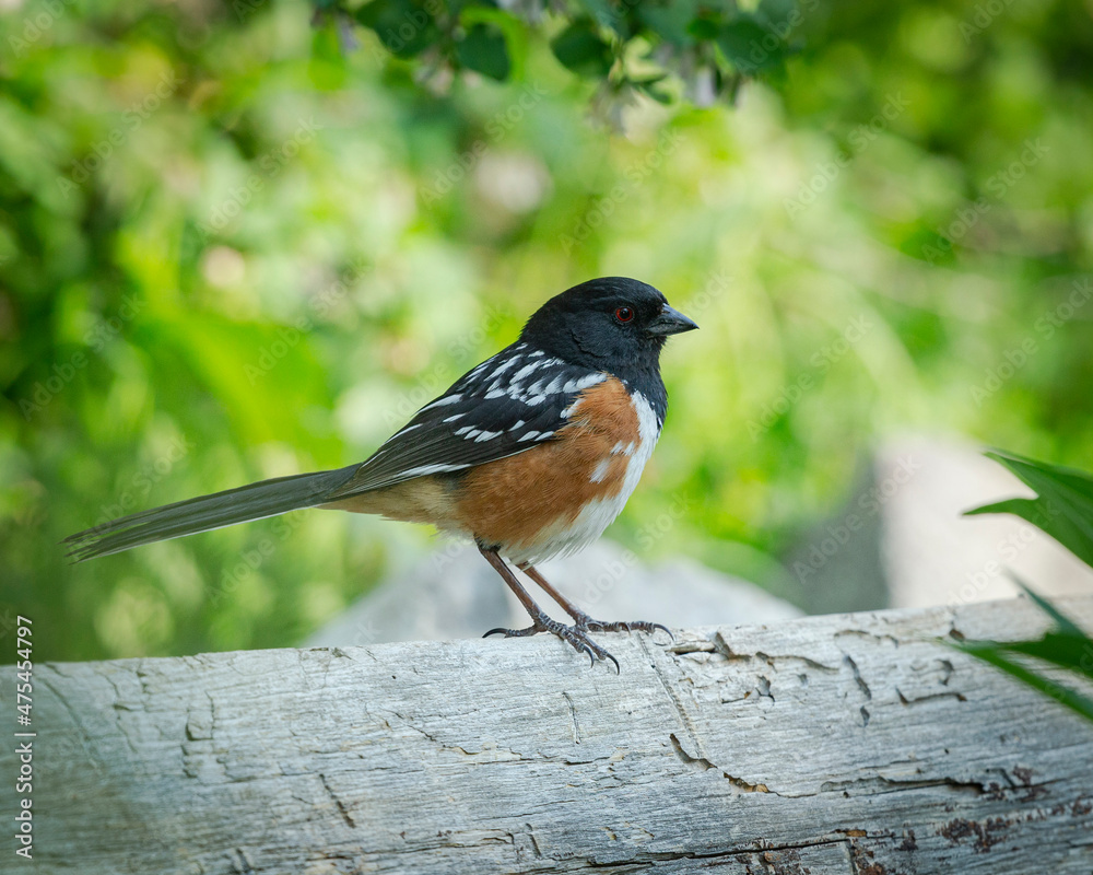 Fototapeta premium Spotted Towhee, Pipilo montanus, Cibola National Forest, New Mexico