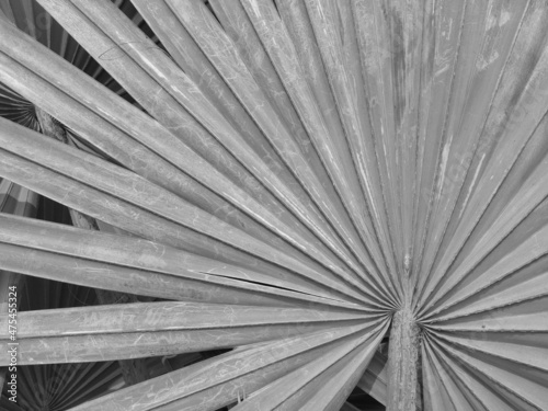Fotografia Beautiful wide angle view of bismarck palm leaf in black and white used in gardens for ornamental purposes