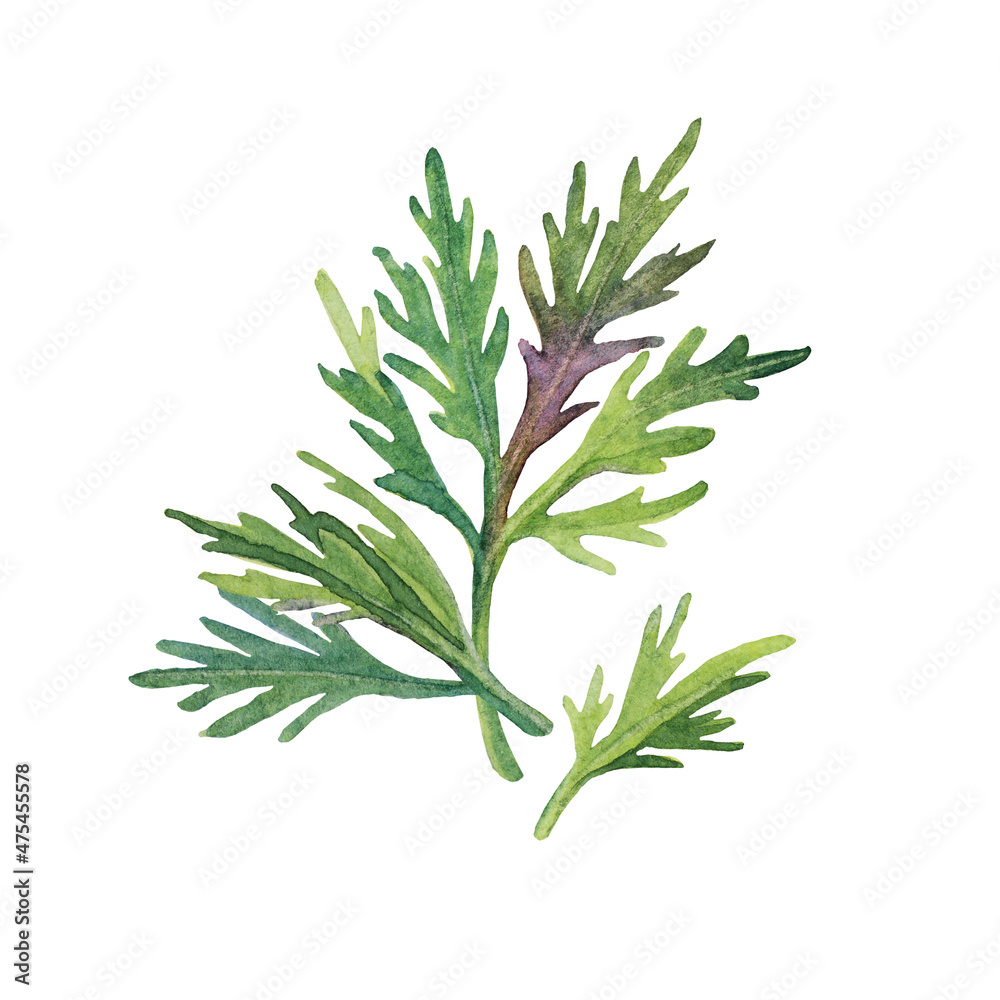 Naklejka premium Watercolor greenery dill isolated on white background. Hand-drawn food seasoning for soup salad. Green leaves for cooking. Clipart element for kitchen menu cookbook cafe wallpaper wrapping sticker