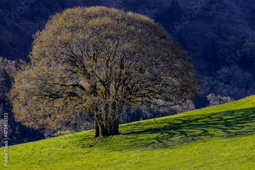 White Oak Tree casts shadow on lush pasture near Roseburg, Oregon, USA