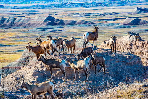 USA, South Dakota, Badlands National Park, Big Horn Sheep Herd