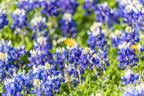 Johnson City, Texas, USA. Bluebonnet wildflowers in the Texas Hill Country.